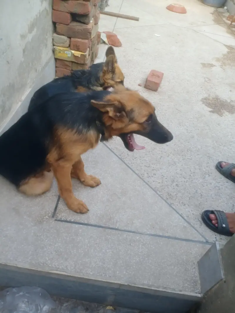 German shepherd pair 5 month age — photo 5