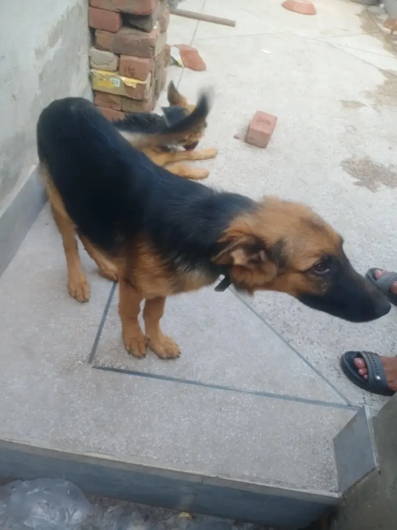 German shepherd pair 5 month age — photo 6