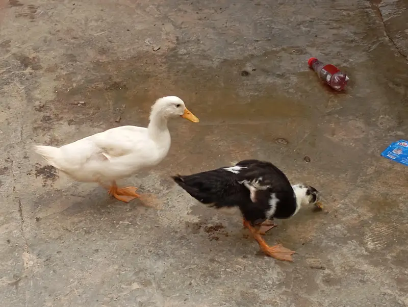 ek murgi ek murga ek waqt vakta — photo 2