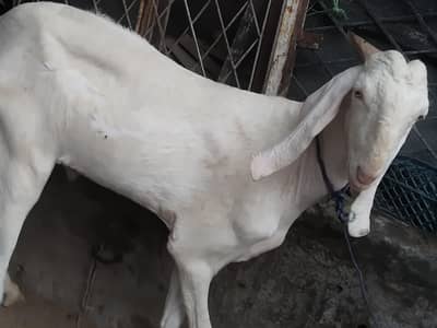 2 Bakra for sale
