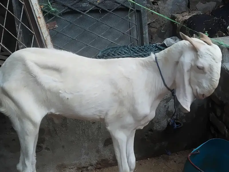 2 Bakra for sale — photo 2