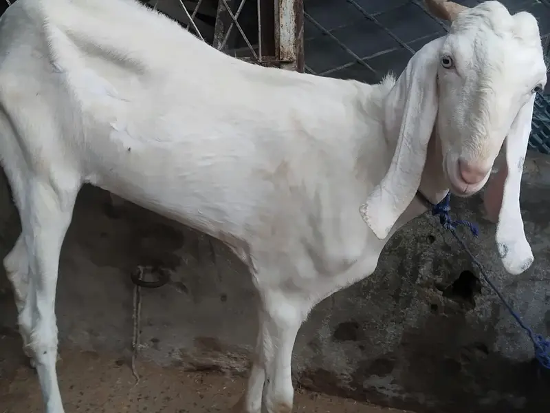 2 Bakra for sale — photo 3