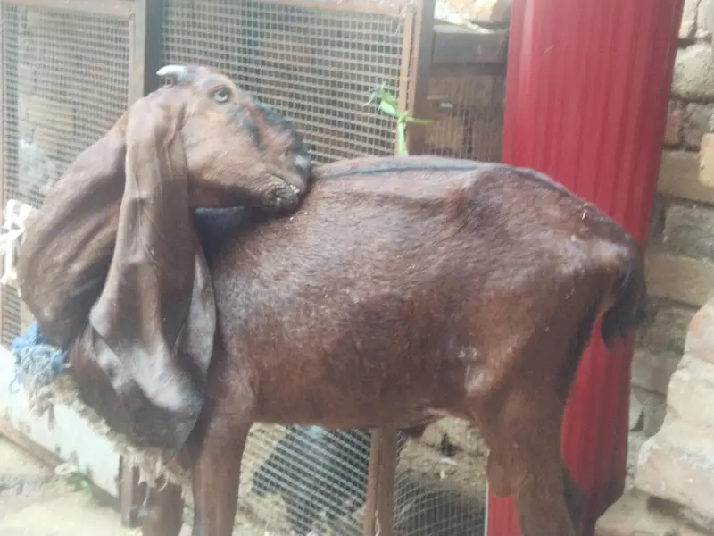 2 Bakra for sale — photo 4