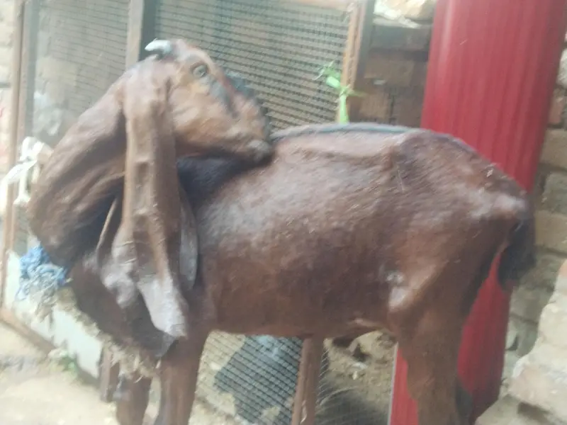 2 Bakra for sale — photo 5