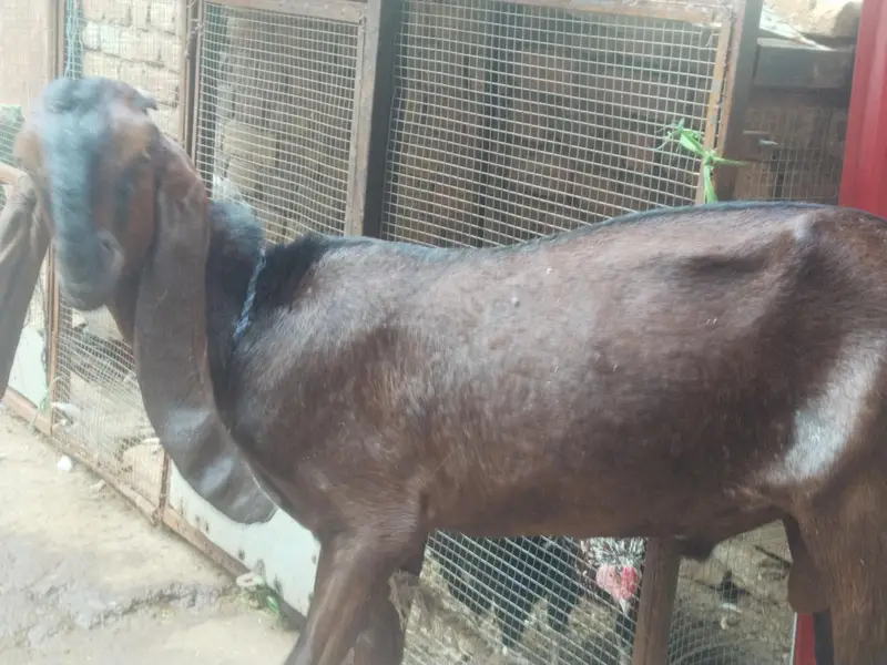 2 Bakra for sale — photo 6