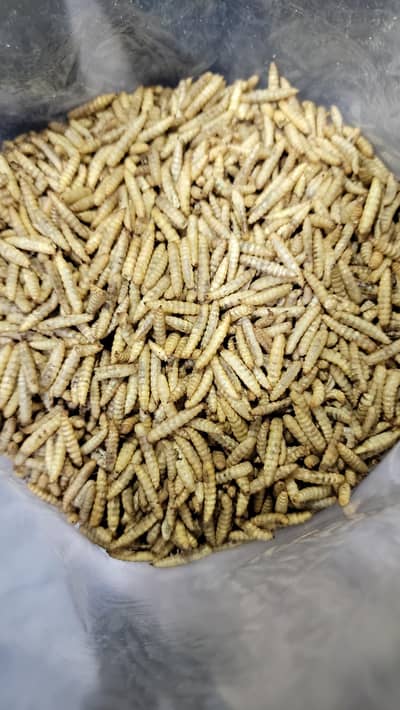 Super High Growth Protein Feed | Premium BSF Larvae Feed for Birds
