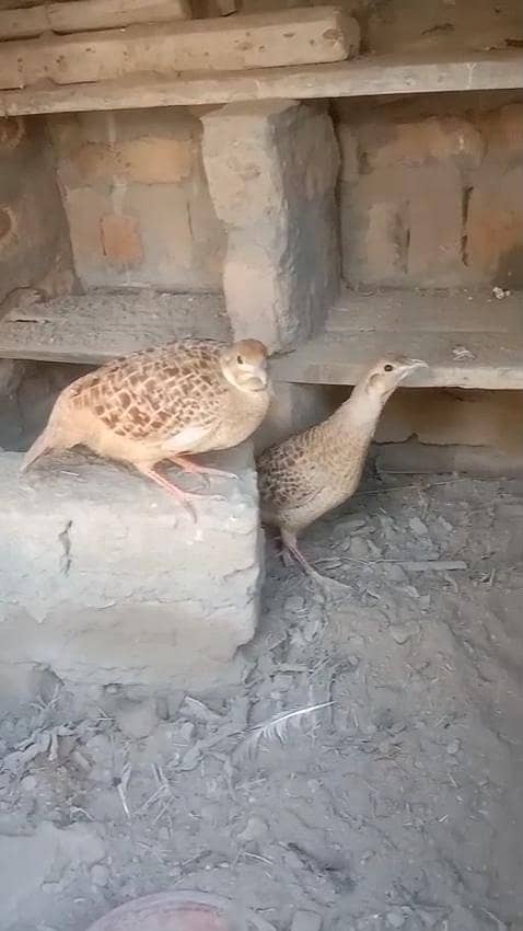 teetar chicks 0