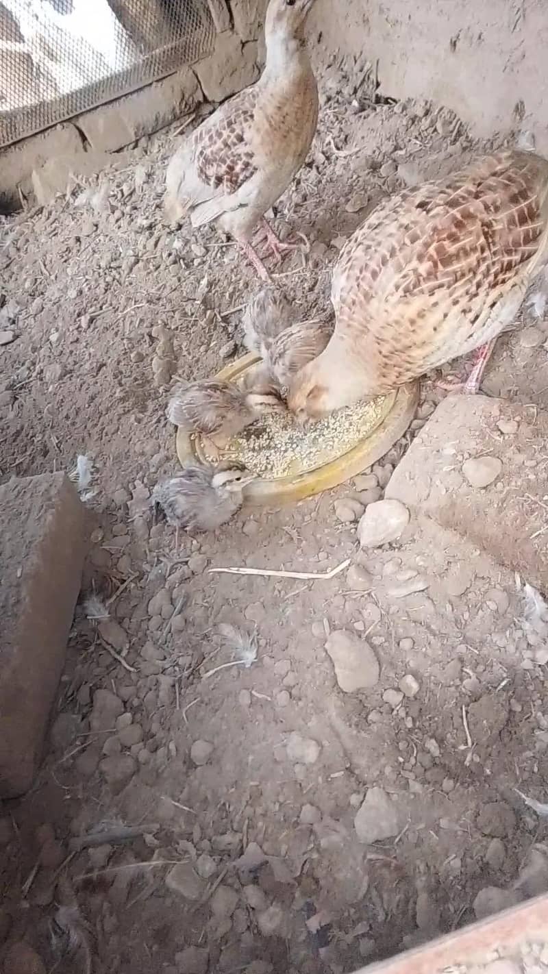 teetar chicks 2