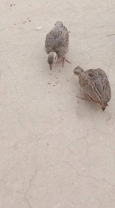teetar chicks 4