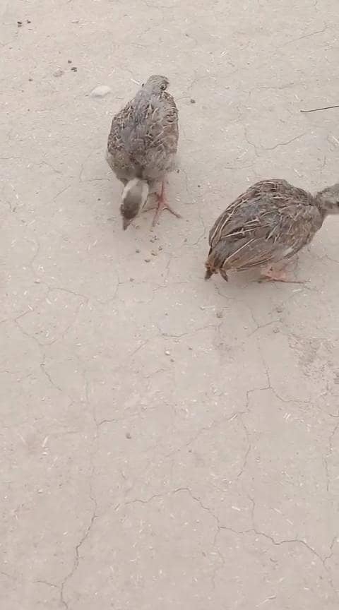 teetar chicks 5