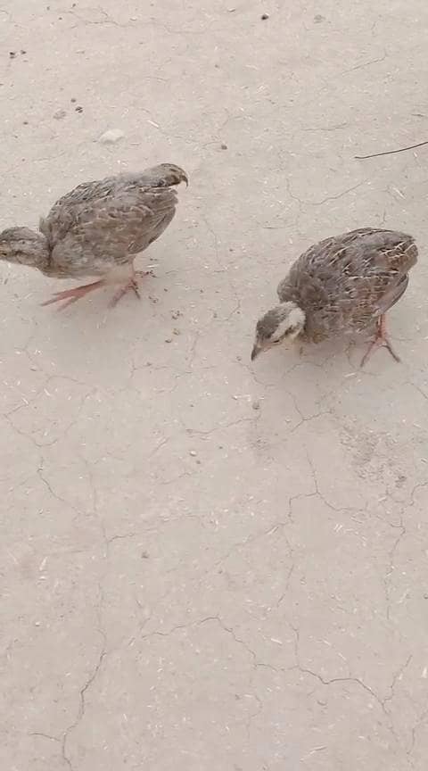 teetar chicks 6