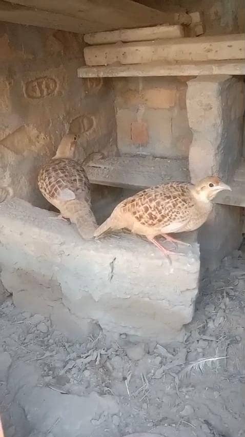 teetar chicks 7