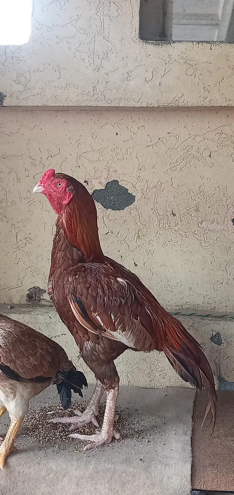 اصیل مرغا برائے فروخت  قیمت 12000  لوکیشن راولپنڈی گیگامال — photo 7