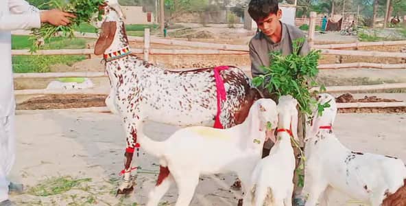 3 Bacchon Ka Sath Makkah Chini Bakri For Sale/ 03269382133
