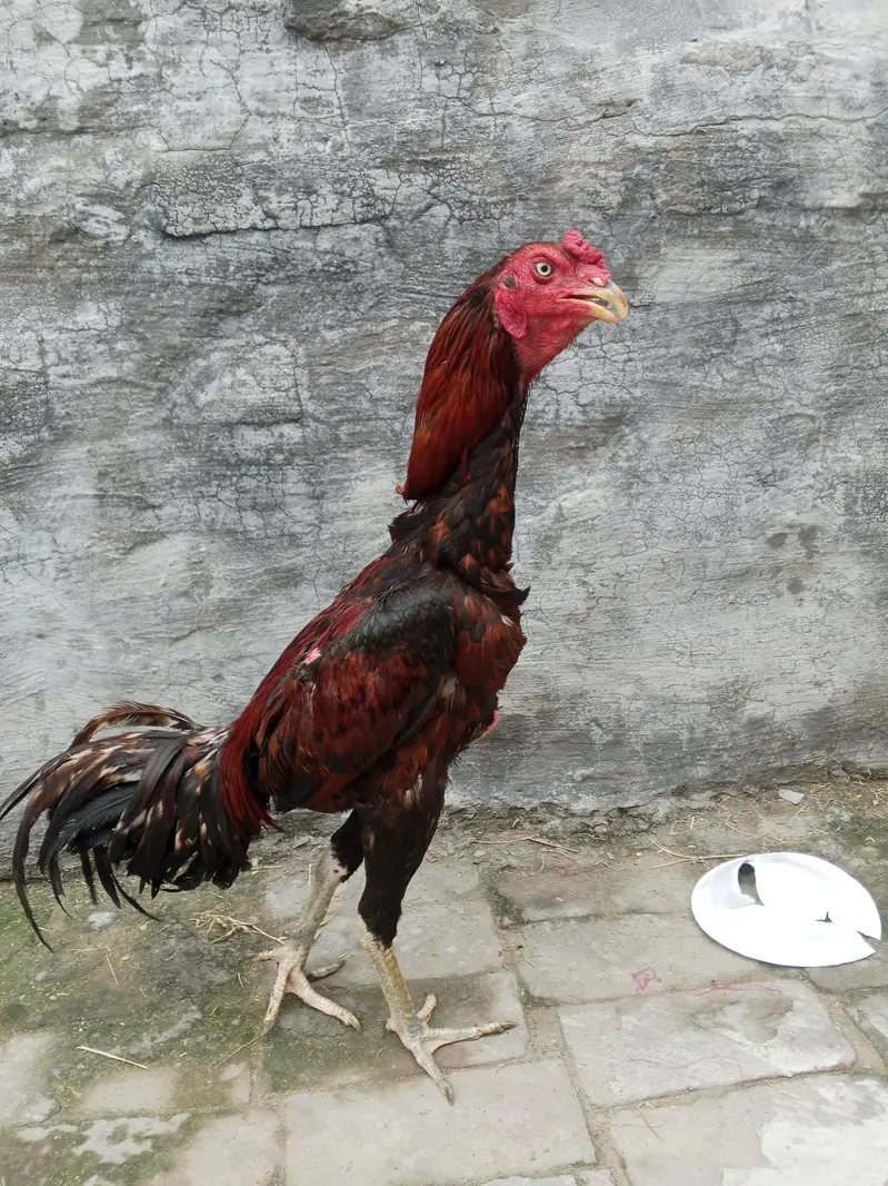 bohat achi quality wali chezay — photo 3