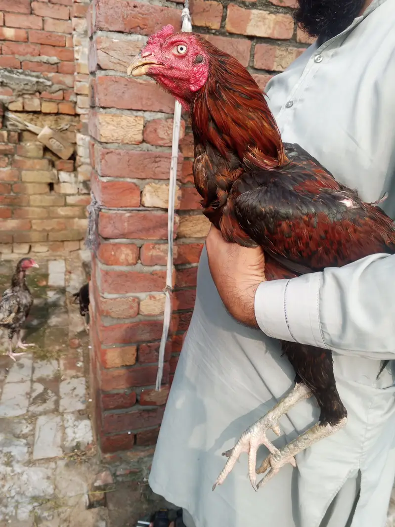 bohat achi quality wali chezay — photo 5