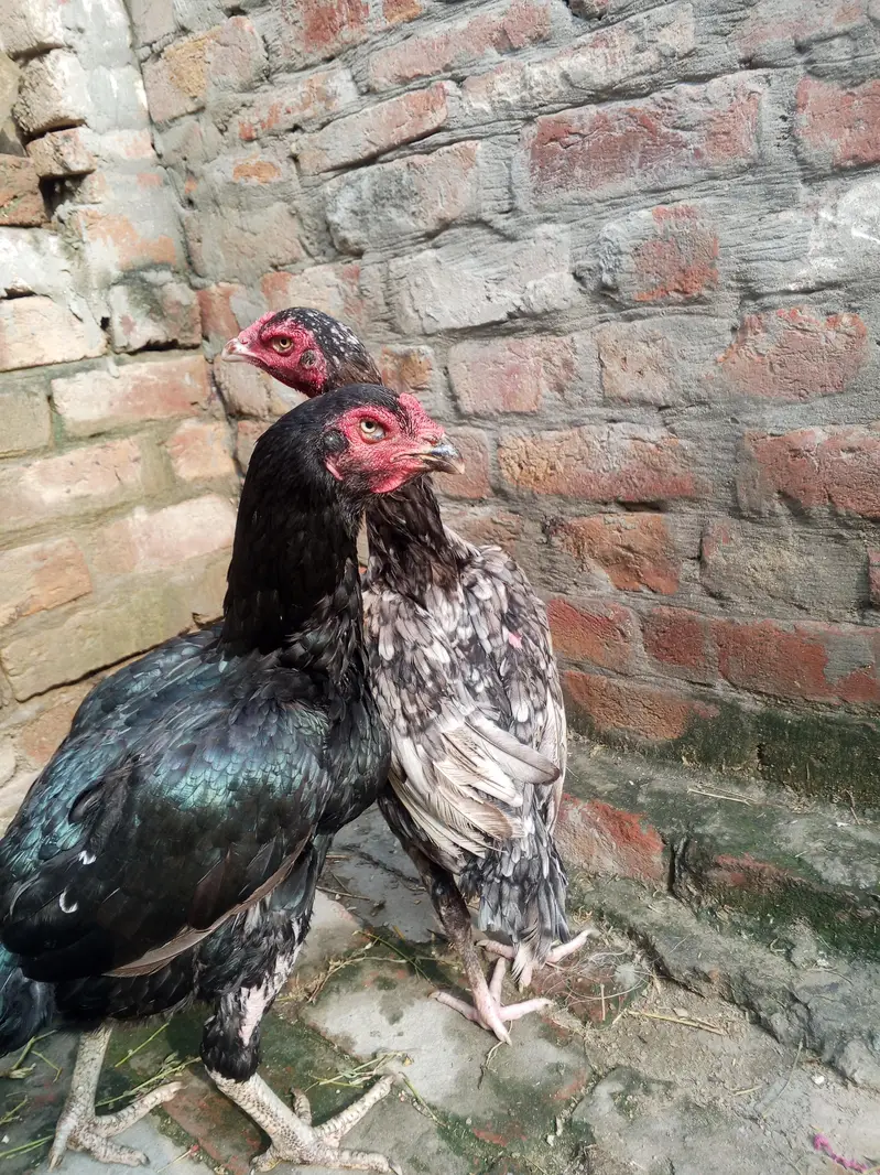 bohat achi quality wali chezay — photo 7