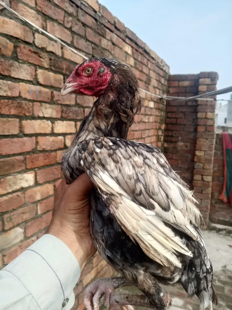 bohat achi quality wali chezay — photo 8