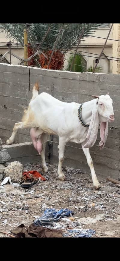 Pure gulabi full size bakri he with A+ Quality male kid