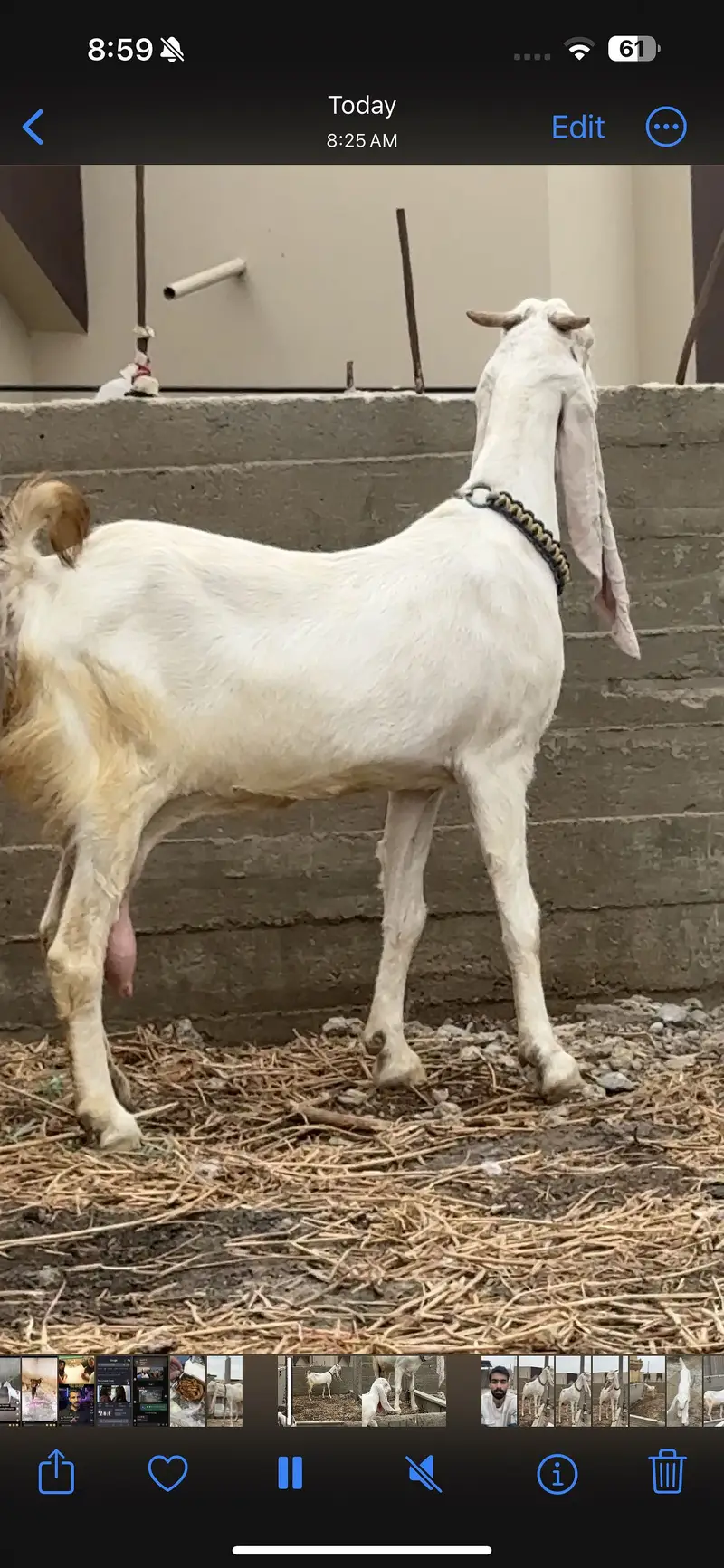 Pure gulabi full size bakri he with A+ Quality male kid — photo 2