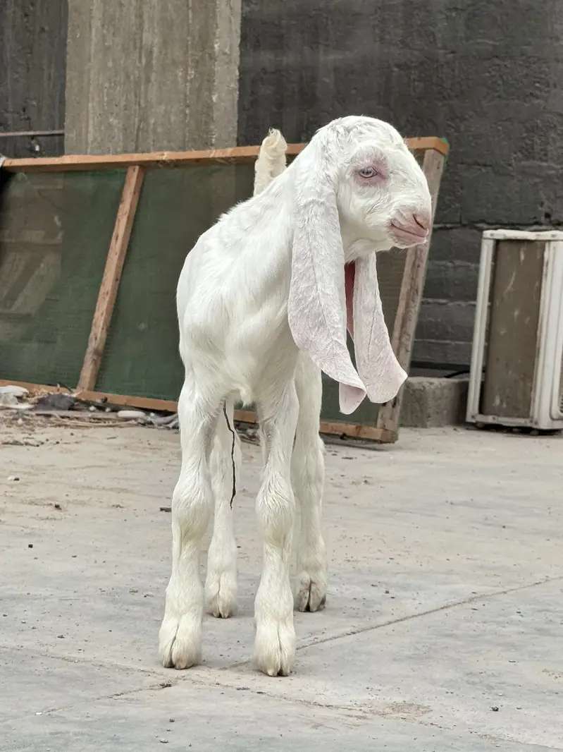 Pure gulabi full size bakri he with A+ Quality male kid — photo 3