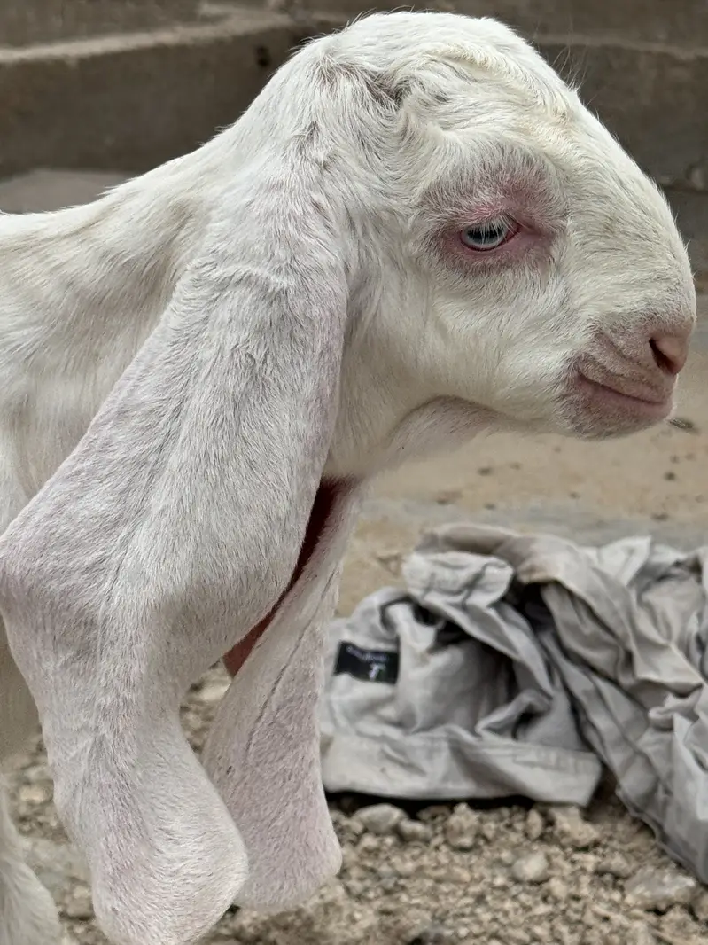 Pure gulabi full size bakri he with A+ Quality male kid — photo 4