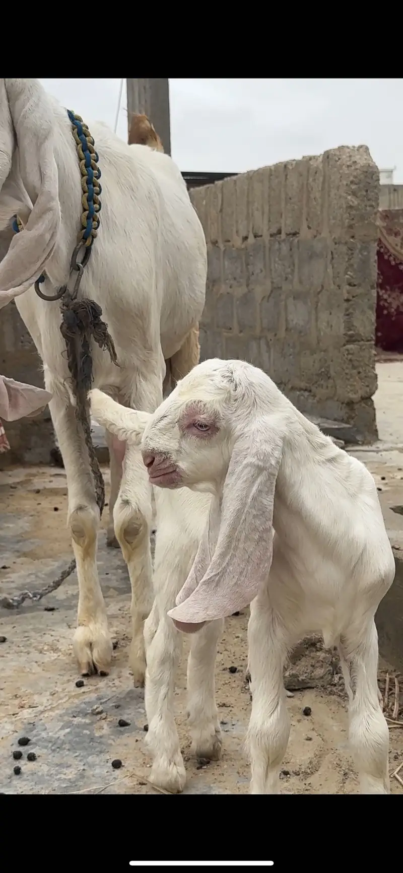 Pure gulabi full size bakri he with A+ Quality male kid — photo 5