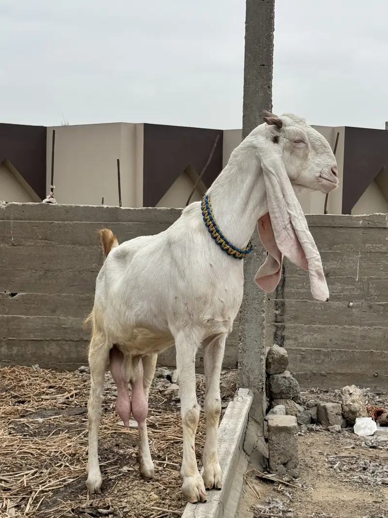 Pure gulabi full size bakri he with A+ Quality male kid — photo 6