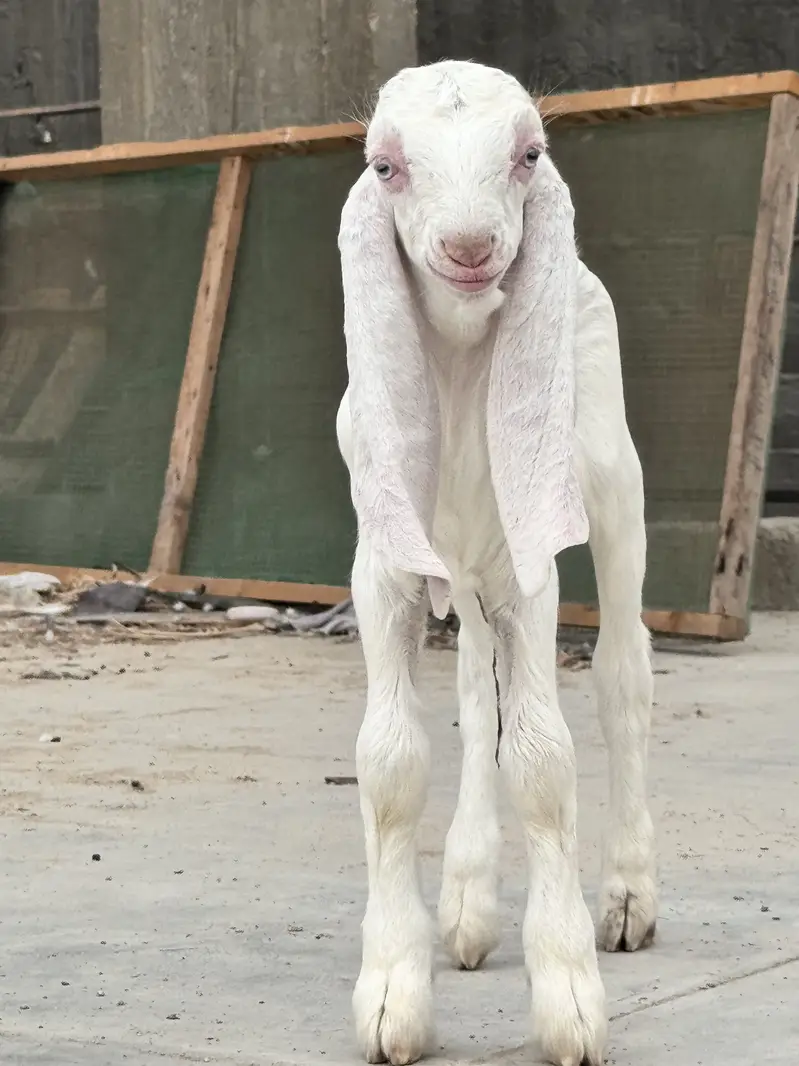 Pure gulabi full size bakri he with A+ Quality male kid — photo 7
