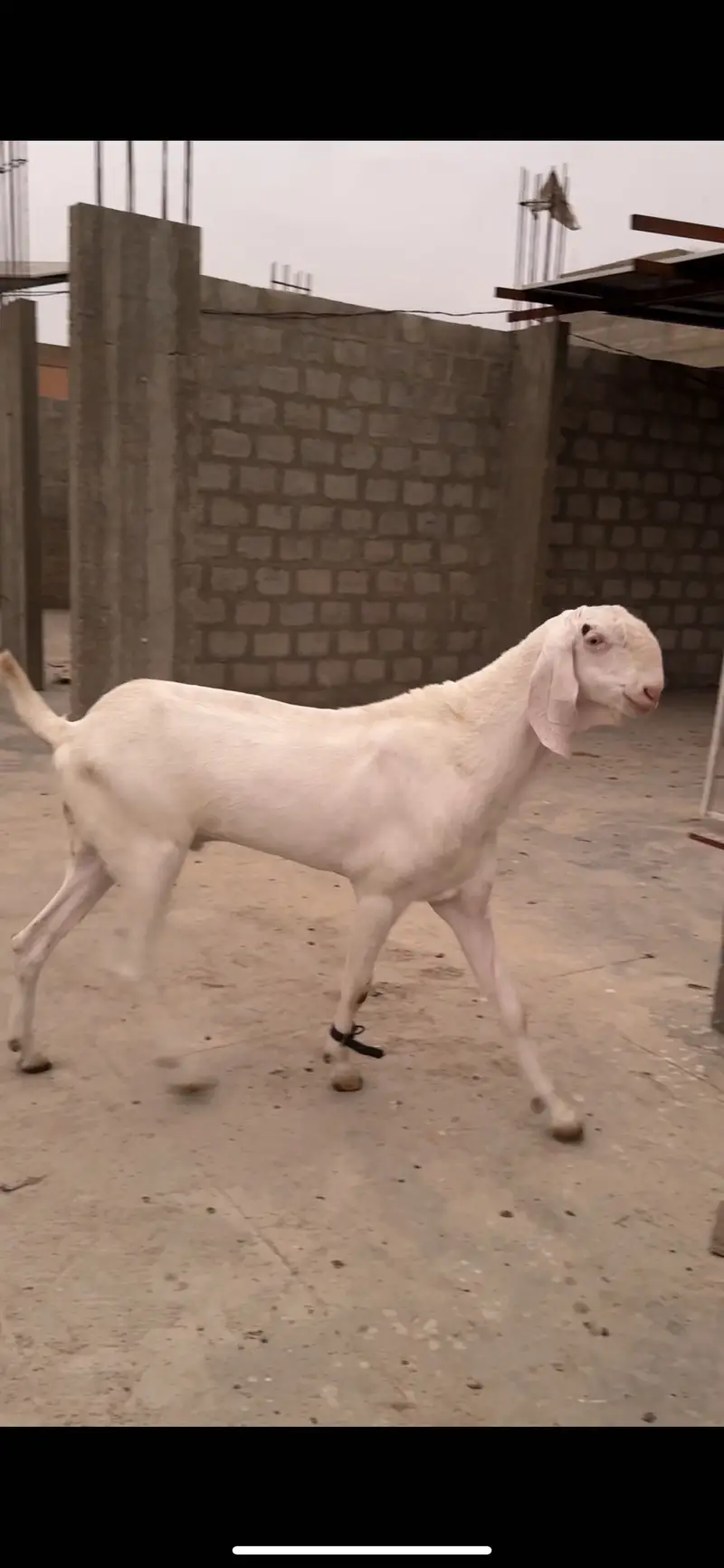 Pure gulabi full size bakri he with A+ Quality male kid — photo 8