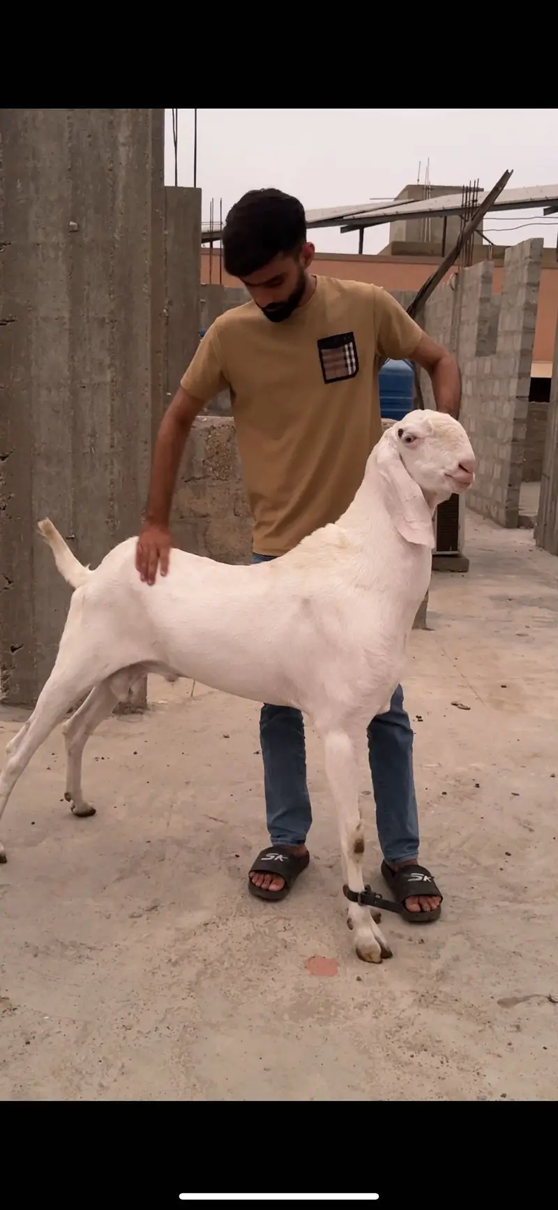 Pure gulabi full size bakri he with A+ Quality male kid — photo 9