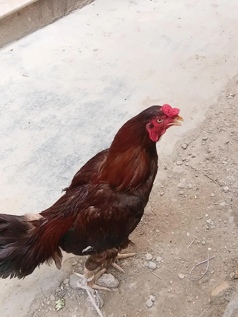 Aseel meyawali waitht aakh ma ha Acha larta ha — photo 2