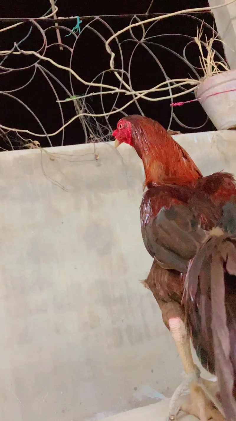 Aseel meyawali waitht aakh ma ha Acha larta ha — photo 3