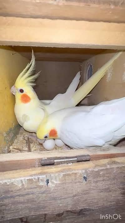 Yellow Common white Cockatiel Breeder pair granted  