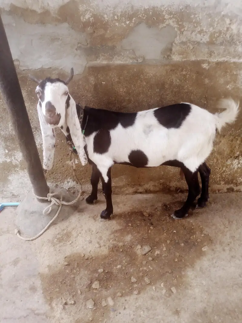 for sale contact number 031 559 11647 — photo 10