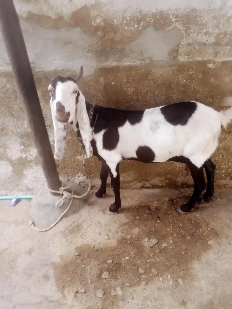 for sale contact number 031 559 11647 — photo 11