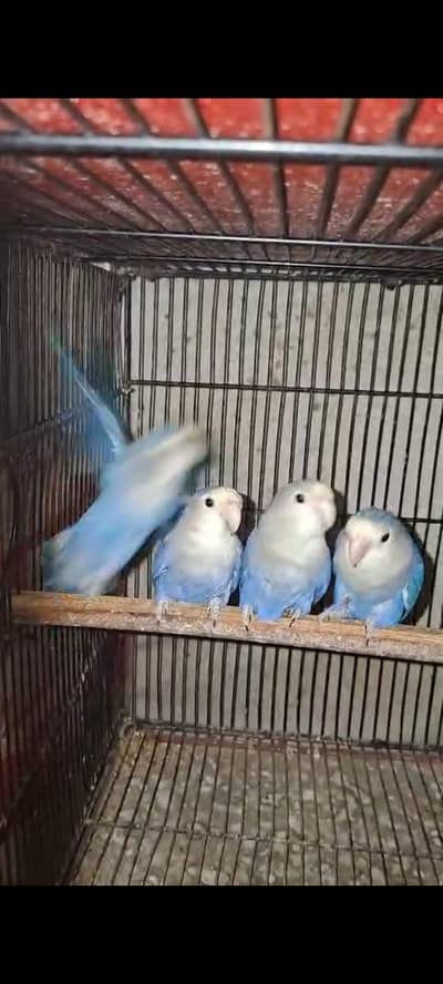 Love Bird Violet Rosicollie Split Opalines Price is For Per Piece