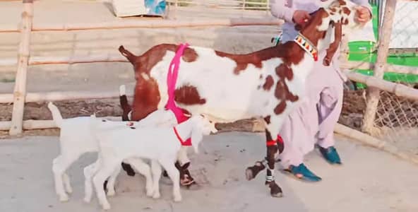3 Bacchon Ka Sath Desi Bakri For Sale/ 03269382133