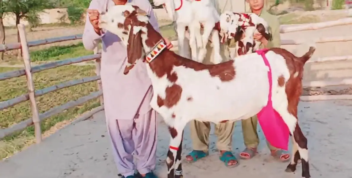 3 Bacchon Ka Sath Desi Bakri For Sale/ 03269382133 — photo 2