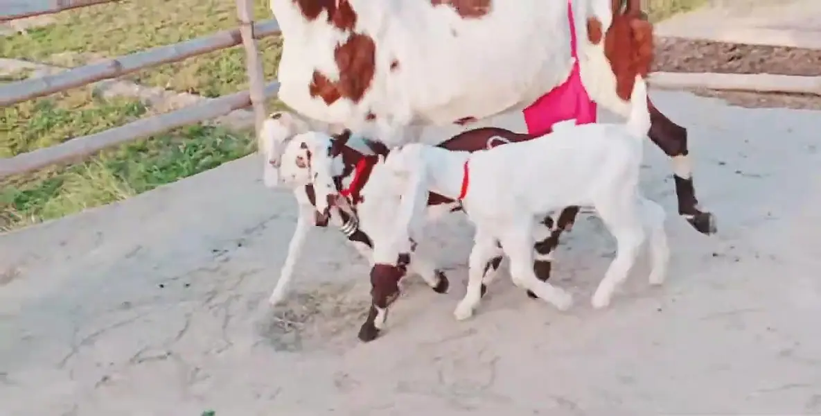 3 Bacchon Ka Sath Desi Bakri For Sale/ 03269382133 — photo 3
