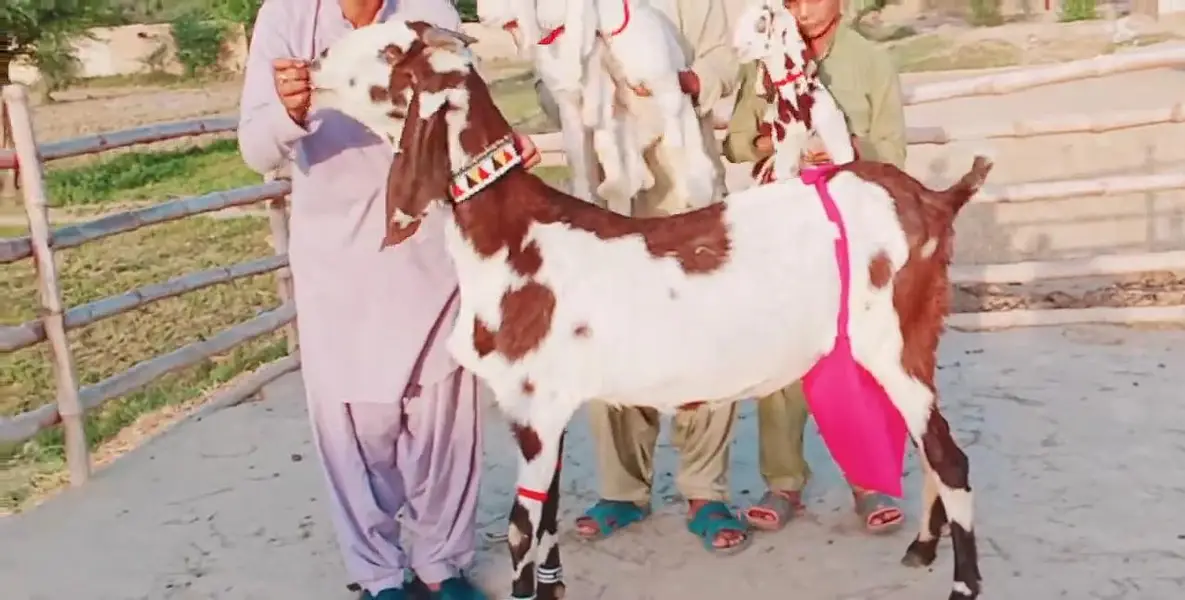 3 Bacchon Ka Sath Desi Bakri For Sale/ 03269382133 — photo 4
