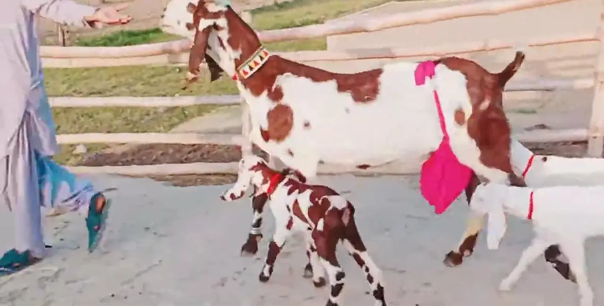 3 Bacchon Ka Sath Desi Bakri For Sale/ 03269382133 — photo 5