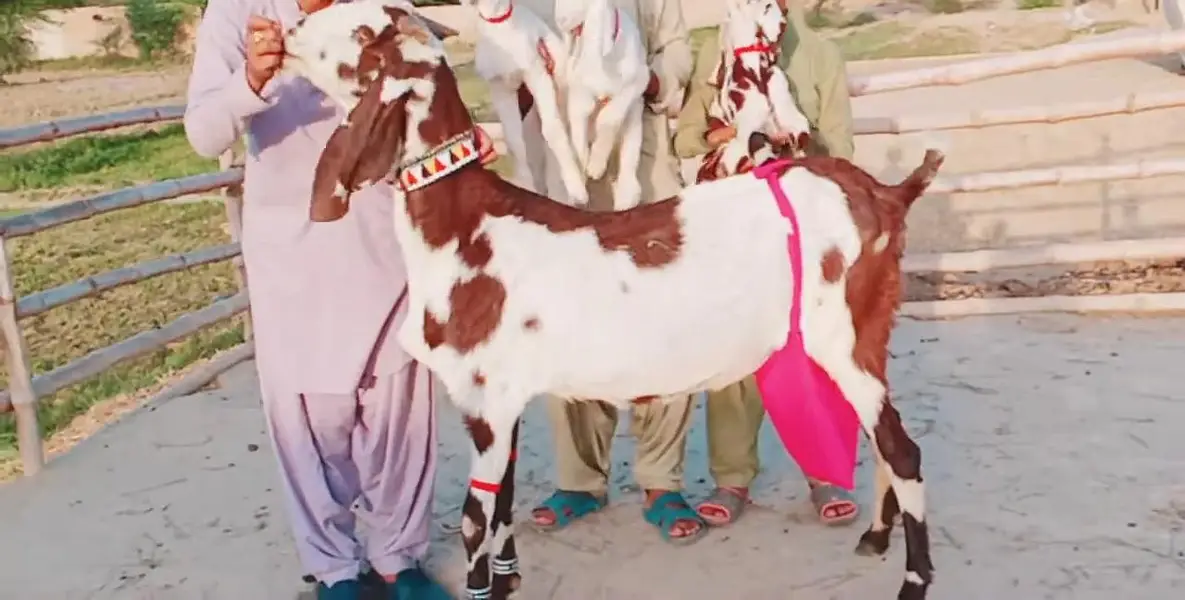 3 Bacchon Ka Sath Desi Bakri For Sale/ 03269382133 — photo 6