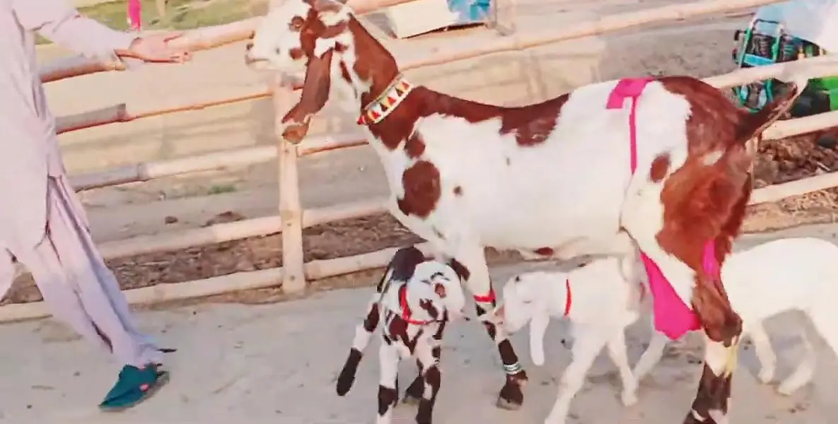 3 Bacchon Ka Sath Desi Bakri For Sale/ 03269382133 — photo 9