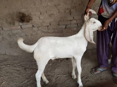 Bakra for sale call me+03242346228