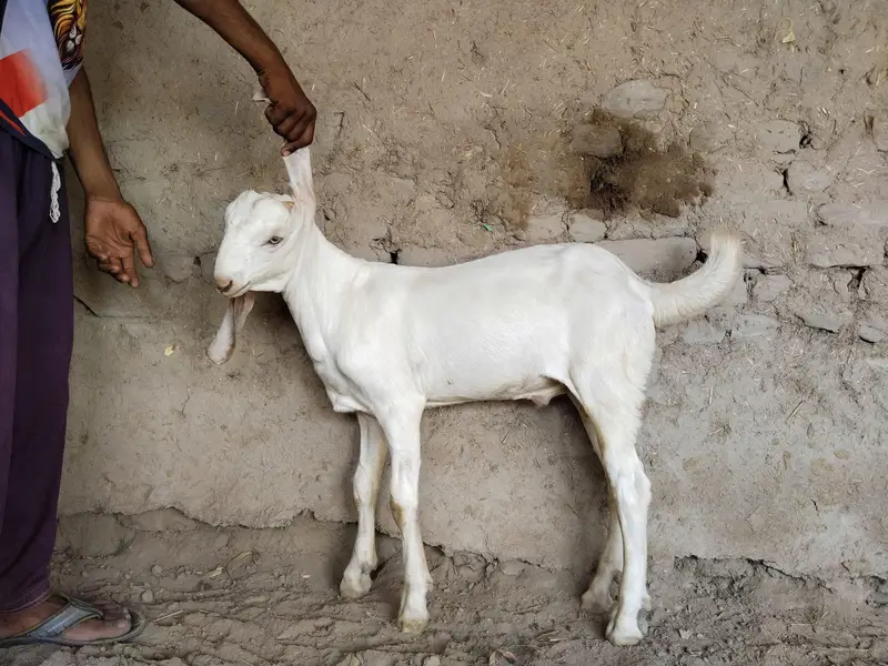Bakra for sale call me+03242346228 — photo 3
