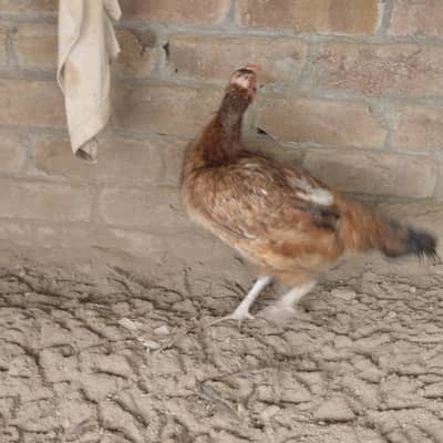 2 desi golden hens for sale 03200235493