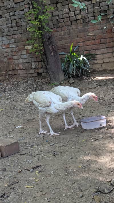 2 Heera Male For Sale