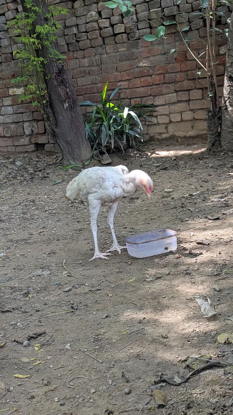 2 Heera Male For Sale — photo 2