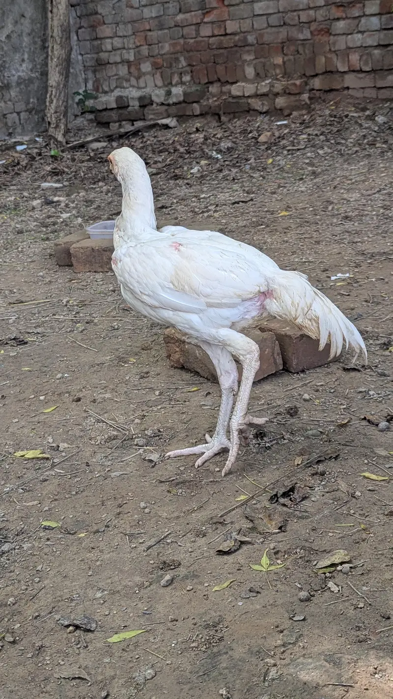 2 Heera Male For Sale — photo 3